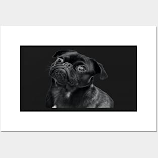 happy pug puppy sticker Posters and Art